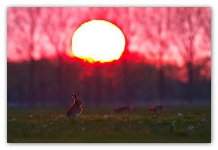 European Hares (Lepus europaeus) playing at sunset