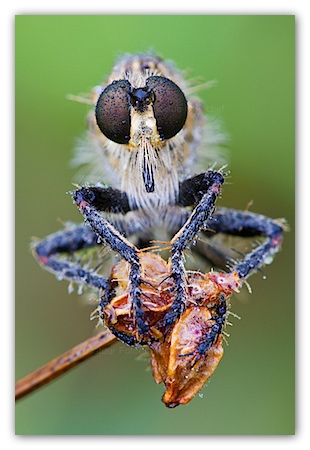 Robber fly (Eutolmus rufibarbis) covered with dew