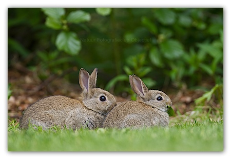 Two young European rabbits (Oryctolagus cuniculus) eating in the grass