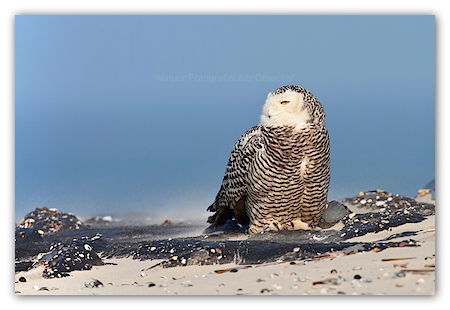 Snowy Owl (Bubo scandiacus) sitting on rocks on the beach