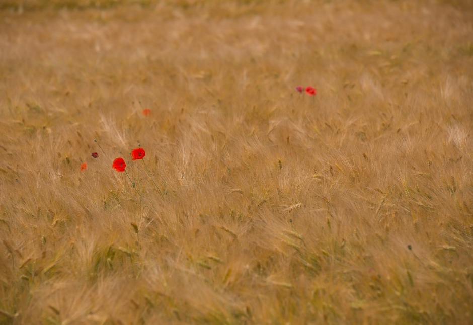 3e plaats publiekjury, categorie planten en fungi; Fred van den Bosch