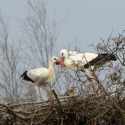 Hans-Oudejans-03