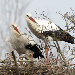 Hans-Oudejans-05