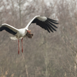Hans-Oudejans-08