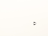 Ongewervelden-03