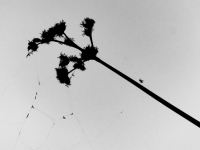 Ongewervelden-17