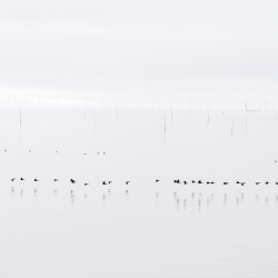 Vogels-03