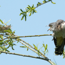 Vogels-06