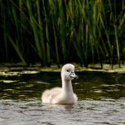 Vogels-08