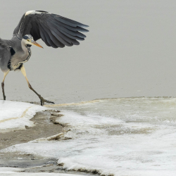 Vogels-11