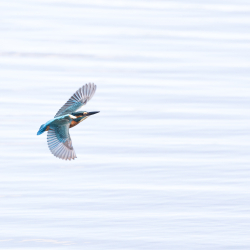 Vogels-15
