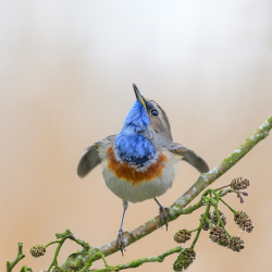 Vogels-18
