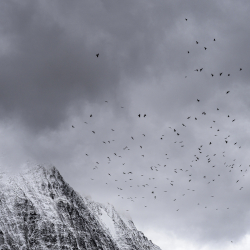 Vogels-20