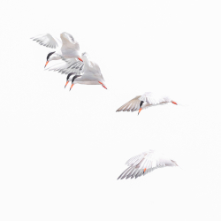 Vogels-24