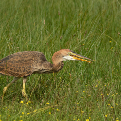 Vogels-29