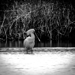 Vogels-34