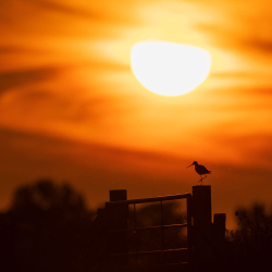 Vogels-35