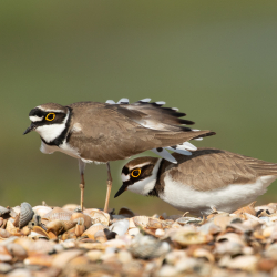 Vogels-37