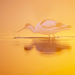Vogels-39