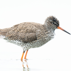 Vogels-41