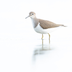 Vogels-42