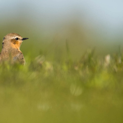 Vogels-44