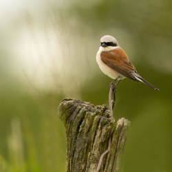 Vogels-48