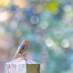 Vogels-51