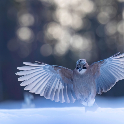Vogels-54