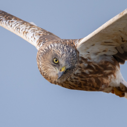 Vogels-55