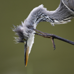 Vogels-58