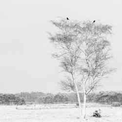 Vogels-62