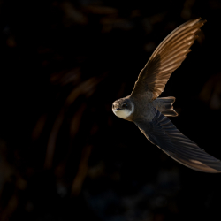Vogels-63