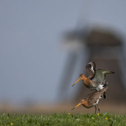 Vogels-71