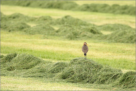 20160524-vrij-lidideboer-004