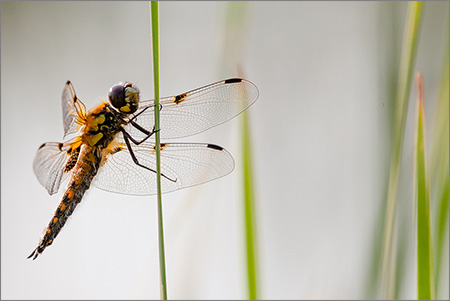 20160614-henk-2