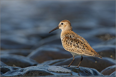 bonte strandloper; dunlin; Calidris alpina