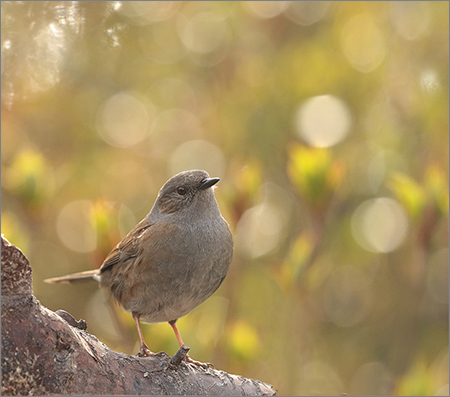 20161122-vrij-lidideboer-001