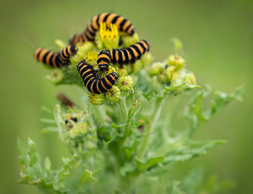 Verslag 13 januari 2026