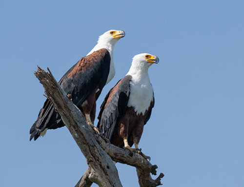 Verslag 10 februari 2026